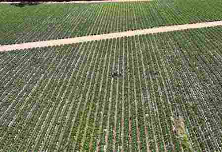 Predictive Crop Intelligence Powering Strategic Growth in Agribusiness Predictive Crop Intelligence Powering Strategic Growth in Agribusiness