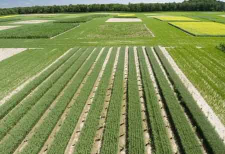 Agronomic Field Trial Analysis Software for Modern Research Programs Agronomic Field Trial Analysis Software for Modern Research Programs