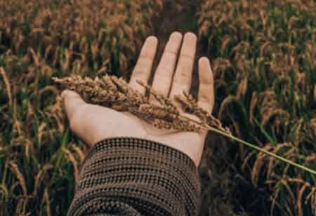 APAC's Green Leap: Government-Backed Programs for Sustainable Agriculture