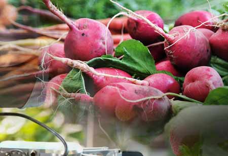 Amplification of Wine and Agricultural Operations Due to Robots and Machine Vision 