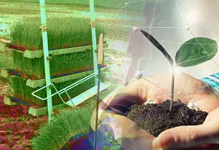 Advantages & Disadvantages of Greenhouses