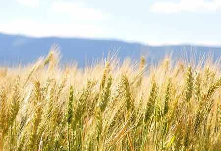 Agri Business Review