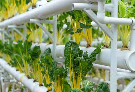 Revolutionizing Specialty Crop Production through Advanced Hydroponic Techniques