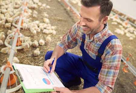 Affordable Climate Control for Smallholder Poultry Farms
